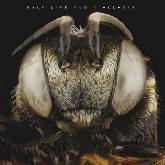 Kaly Live Dub 'Allaxis'