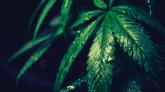 Les vendeurs de CBD ont la vie dure