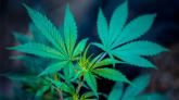 Légalisation du cannabis : OUI