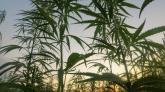  Cannabis : une proposition de loi