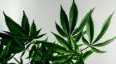 Cannabis légalisation en Allemagne