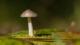 La Jamaïque et les champignons magiques
