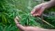 Cannabis : le CESE pour la légalisation