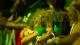 Guide des festivals reggae 2026