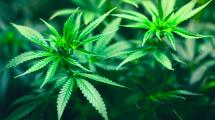 Le Président du Costa Rica entend légaliser le cannabis