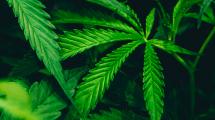 10 ganja tunes pour la fin des vacances