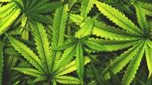 L'Appel du 18 Joint : rassemblement pour la légalisation du cannabis