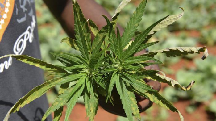 Pénurie de Marijuana en Jamaïque?