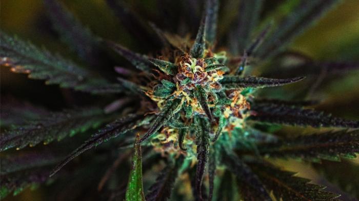 Miister CBD : l'équipe du site comparatif se raconte
