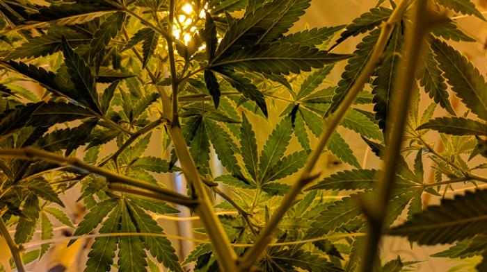 Cannabis : Malte légalise la culture à la maison