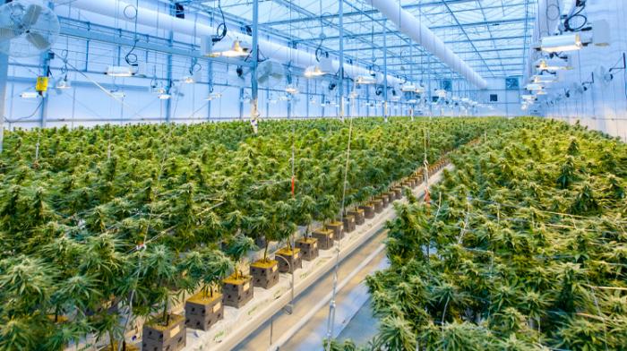 Cannabis : vers la légalisation en République Tchèque et en Allemagne 