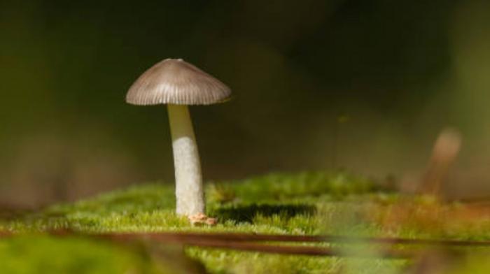 La Jamaïque se lance dans les champignons hallucinogènes