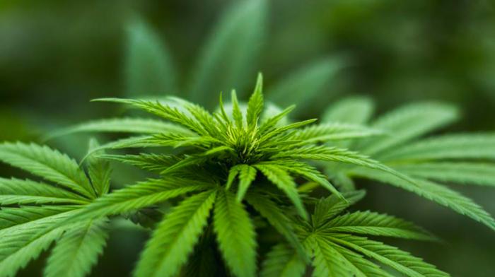 Les Cannabis Social Clubs de Catalogne reconnus comme efficaces