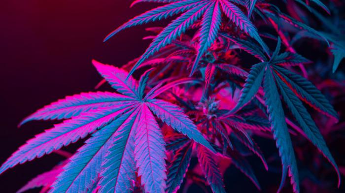 L'Allemagne légalise le cannabis récréatif