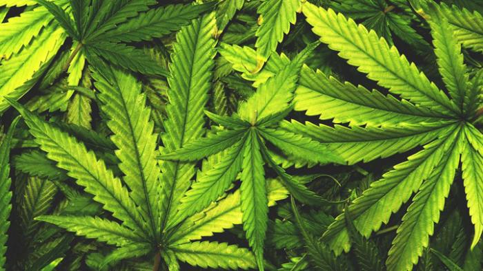 L'Appel du 18 Joint : rassemblement pour la légalisation du cannabis